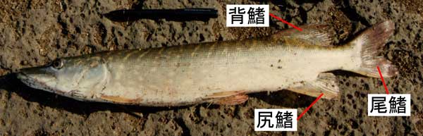 写真4　カワカマス目魚類のノーザンパイク Esox lucius。脂鰭を持った分類群に属しながら脂鰭を持たない魚というのは、このノーザンパイクのように背鰭が背中の後方付近に位置する傾向にあるという。
