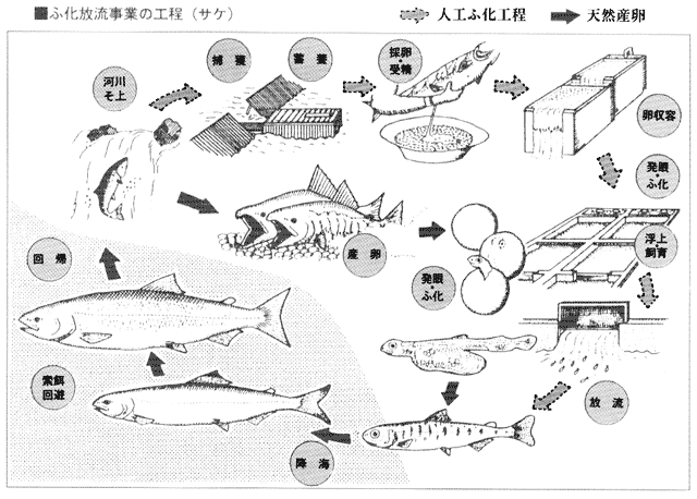 サケの人工ふ化放流の工程図